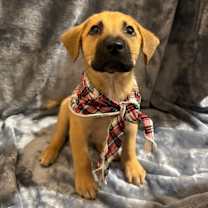 Thumbnail photo of Rocky 455 #3