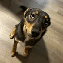 Thumbnail photo of Bella #1