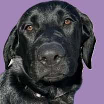 Thumbnail photo of Storm #1