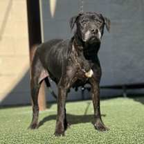 Thumbnail photo of Harley-In Foster #2