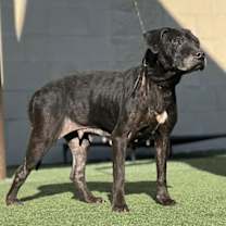 Thumbnail photo of Harley-In Foster #3