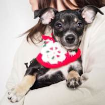 Thumbnail photo of CHIHUAHUA PUPPIES! #1