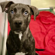 Thumbnail photo of Declan #1