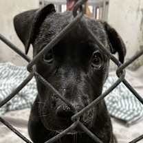 Thumbnail photo of Declan #2