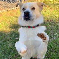 Thumbnail photo of Cowboy #2