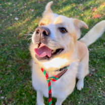 Thumbnail photo of Cowboy #3