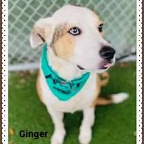 Thumbnail photo of GINGER see also BELLA #1