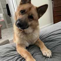 Thumbnail photo of Yoda #3