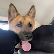 Thumbnail photo of Yoda #4