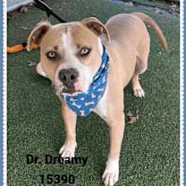 Thumbnail photo of DR. DREAMY #3