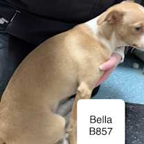 Thumbnail photo of Bella B857 #2