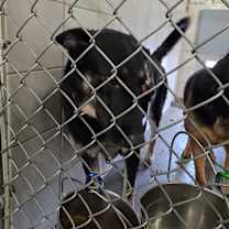 Thumbnail photo of Delilah #2