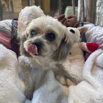 Thumbnail photo of Wiley #2