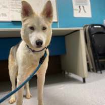 Thumbnail photo of Snowflake #2