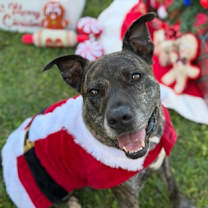 Thumbnail photo of Felix #1