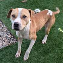 Thumbnail photo of Knox #1