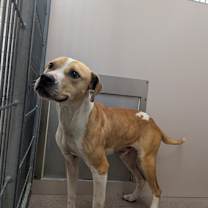 Thumbnail photo of Knox #2