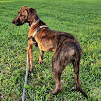 Thumbnail photo of Pebbles #1