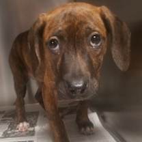 Thumbnail photo of Pebbles #2