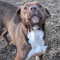 Thumbnail photo of CHICKY #4