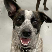 Thumbnail photo of Niko #1