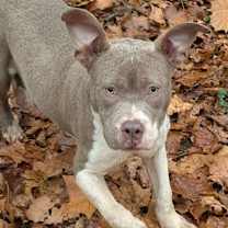 Thumbnail photo of MUSHU #1