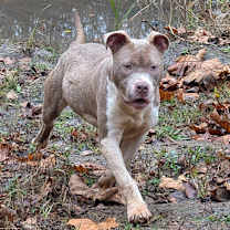 Thumbnail photo of MUSHU #2