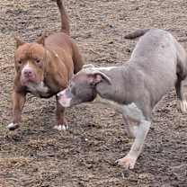 Thumbnail photo of MUSHU #4