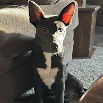 Thumbnail photo of Batty #1