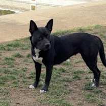 Thumbnail photo of Batty #2