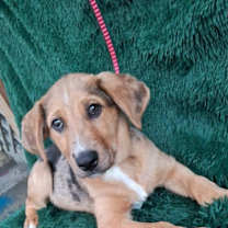 Thumbnail photo of Lumi #1