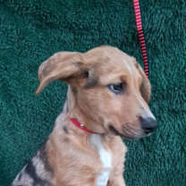 Thumbnail photo of Lumi #2