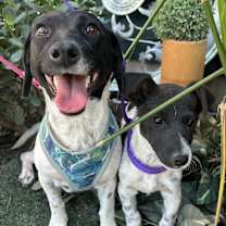 Thumbnail photo of KATTY #4