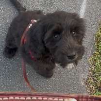 Thumbnail photo of Venus #1