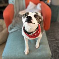 Thumbnail photo of Feyre #3