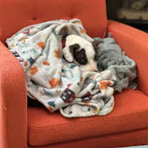 Thumbnail photo of Feyre #4