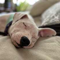 Thumbnail photo of Piper #4