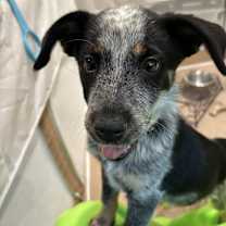 Thumbnail photo of Lucy #2