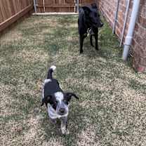 Thumbnail photo of Lucy #4