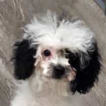 Thumbnail photo of Sven #2