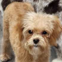 Thumbnail photo of Nigel #2