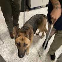 Thumbnail photo of Greta #2