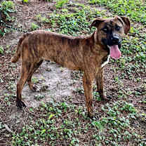 Thumbnail photo of Ranger #4