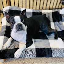 Thumbnail photo of Biscuit #1