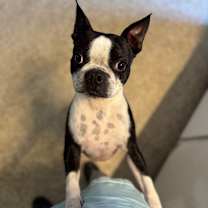 Thumbnail photo of Biscuit #2