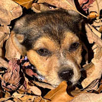 Thumbnail photo of Alchemy #3