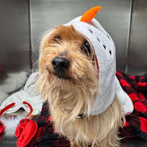 Thumbnail photo of Parson #1