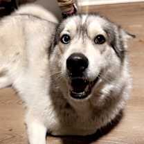 Thumbnail photo of Max #1