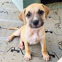 Thumbnail photo of Flurry (Foster in PR) #1