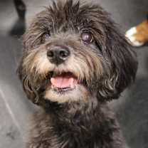 Thumbnail photo of Noodle #1